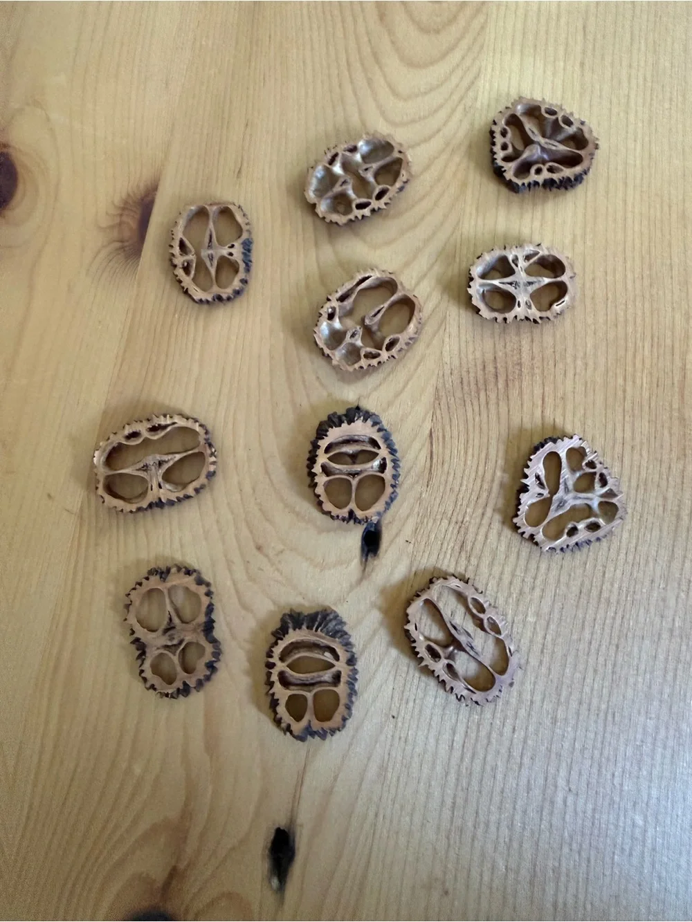 (11) Natural Decorative Walnut Shell Slices - Light Brown with Dark Edges